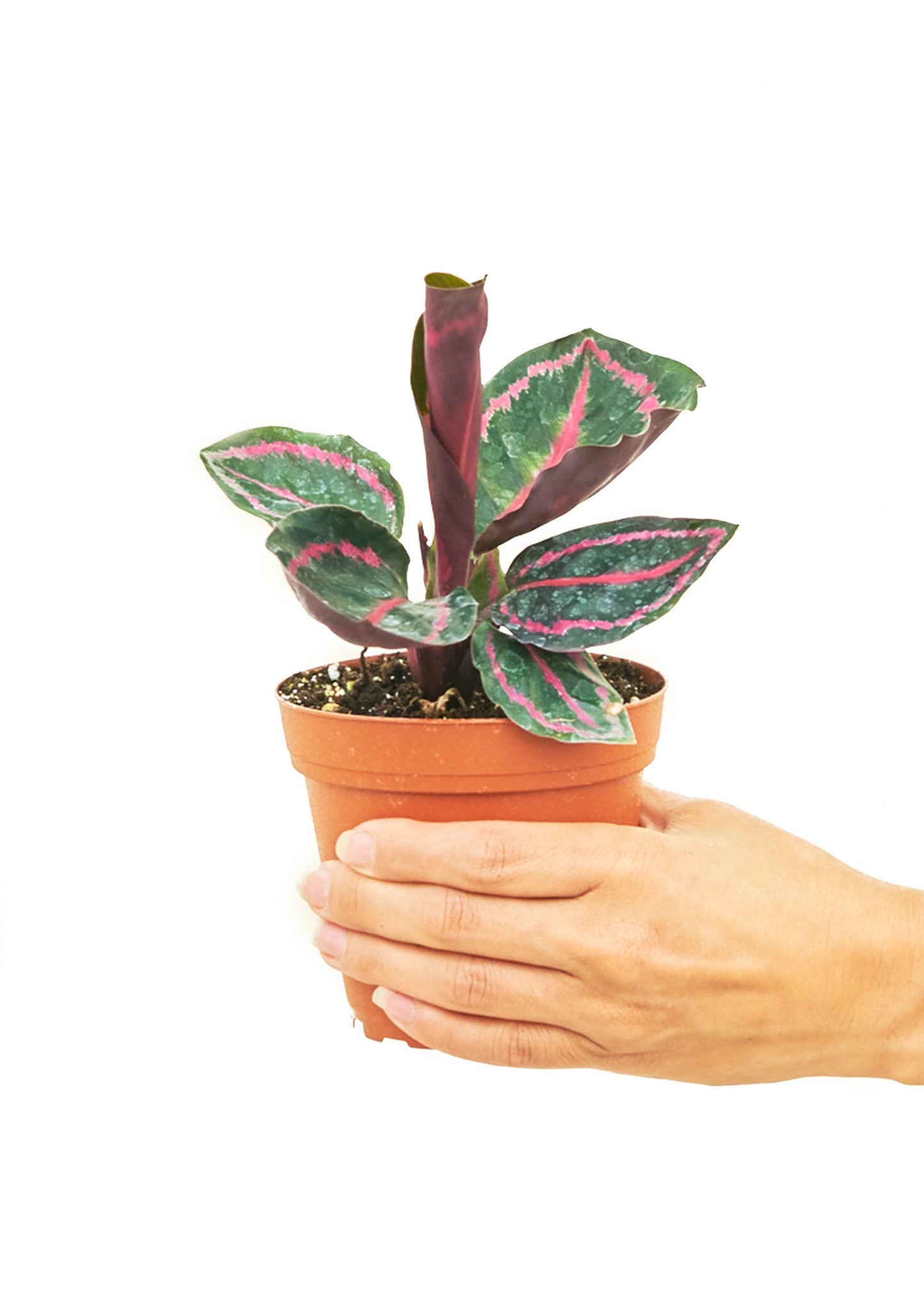 Calathea 'Dottie', Small