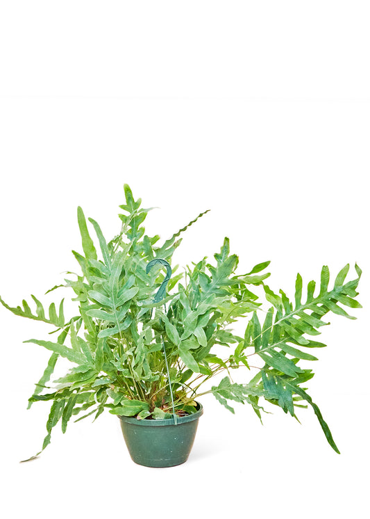 Blue Star Fern, Large